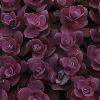 Sedum Sunsparkler Cherry...