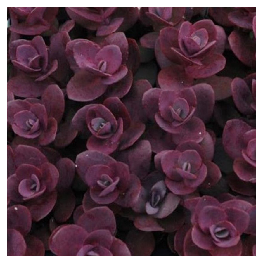 Sedum Sunsparkler Cherry Tart Rozchodnik