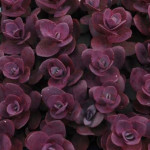 Sedum Sunsparkler Cherry...