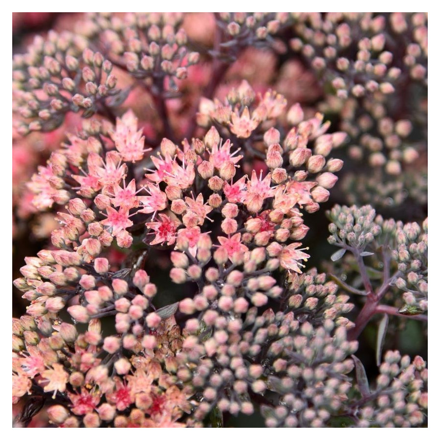 Sedum hybridum Globe Pink Rozchodnik