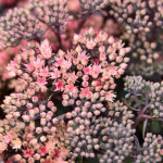Sedum hybridum Globe Pink...