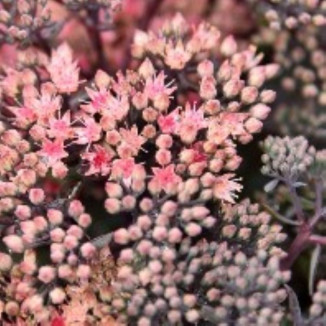 Sedum hybridum Globe Pink...