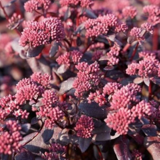 Sedum Touchdown Teak...