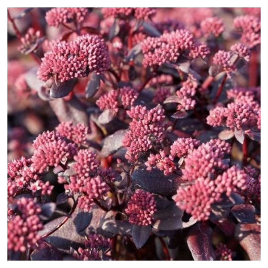 Sedum Touchdown Teak Rozchodnik