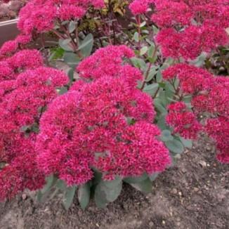 Sedum telephium Thunderhead