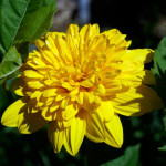 Helianthus Sunshine Daydream Słoneczniczek