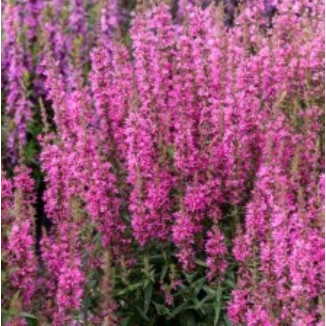 Lythrum hybrida Luminara...