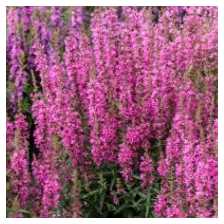 Lythrum hybrida Luminara Hot Pink Krwawnica