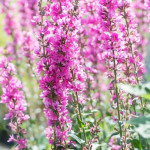Lythrum hybrida Luminara Hot Pink Krwawnica