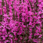 Lythrum hybrida Luminara Hot Pink Krwawnica