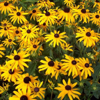 Rudbeckia fulgida Little...