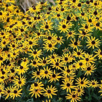 Rudbeckia fulgida Little Goldstar Rudbekia błyskotliwa