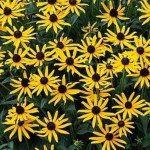 Rudbeckia fulgida Little Goldstar Rudbekia błyskotliwa