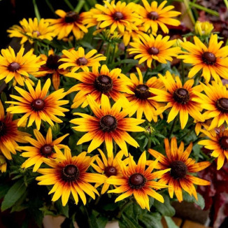 Rudbeckia SmileyZ Sunbeam...