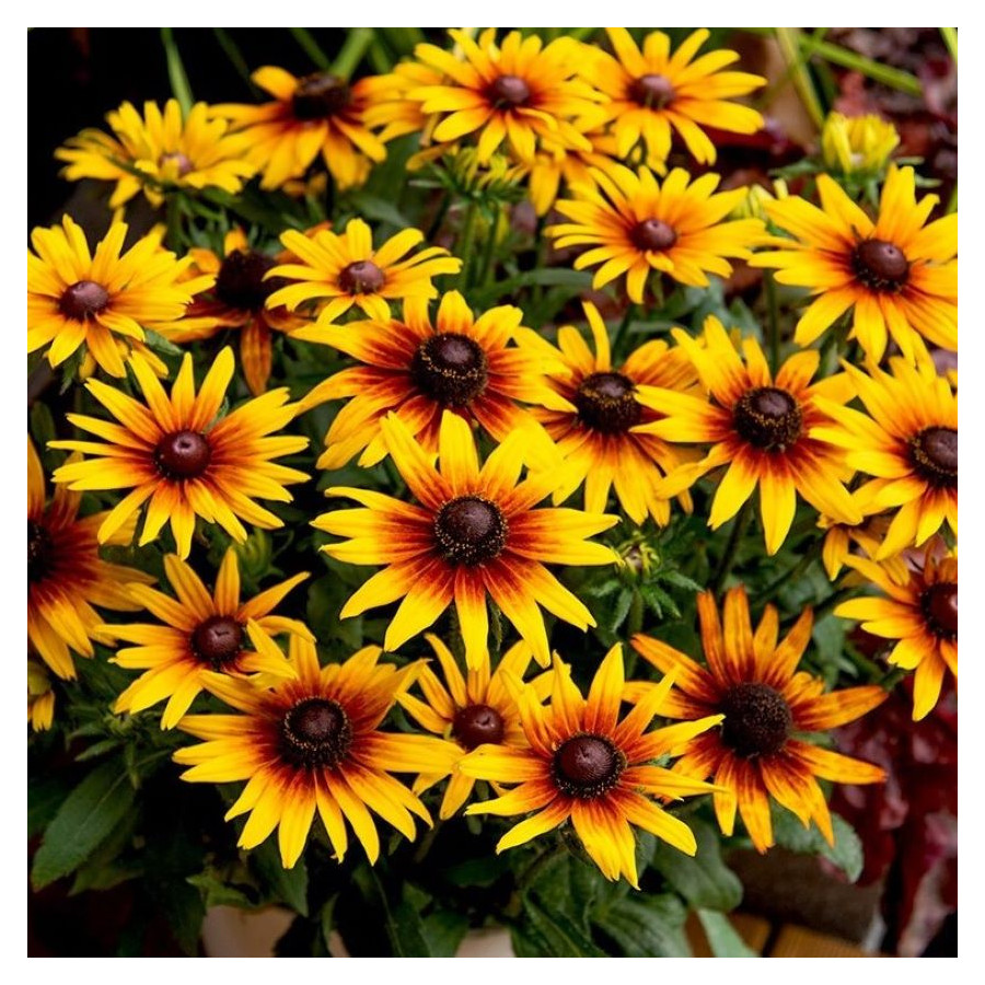 Rudbeckia SmileyZ Sunbeam Rudbeckia