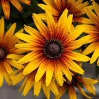 Rudbeckia SmileyZ Sunbeam...