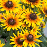 Rudbeckia SmileyZ Sunbeam Rudbeckia