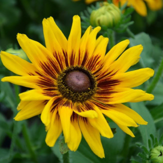 Rudbeckia SmileyZ Big Shine...