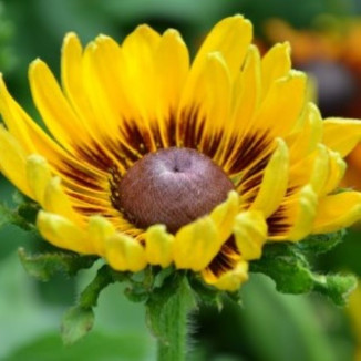 Rudbeckia SmileyZ Big Shine...