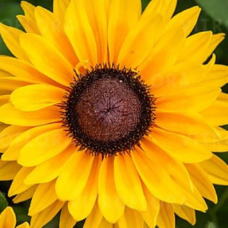 Rudbeckia SmileyZ Big...