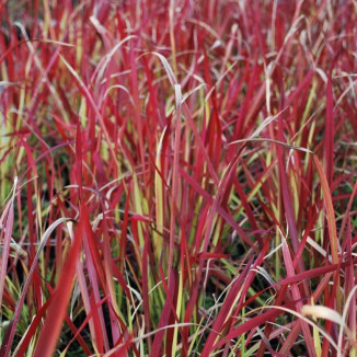 Imperata cilindrica Red Baron Imperata cylindryczna- Rośliny od Ogrodnika Szkółka Barcikowscy