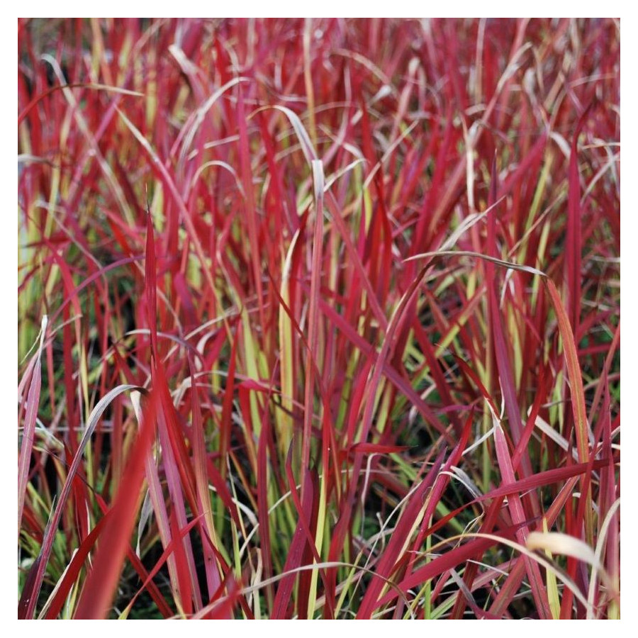 Imperata cilindrica Red Baron Imperata cylindryczna- Rośliny od Ogrodnika Szkółka Barcikowscy