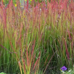 Imperata cilindrica Red Baron Imperata cylindryczna- Rośliny od Ogrodnika Szkółka Barcikowscy