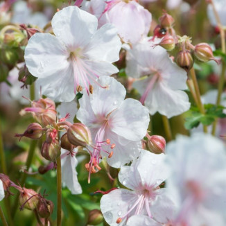 Geranium cantabrigiense Lohfelden Bodziszek- Rośliny od Ogrodnika Szkółka Barcikowscy