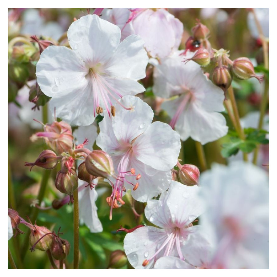 Geranium cantabrigiense Lohfelden Bodziszek- Rośliny od Ogrodnika Szkółka Barcikowscy