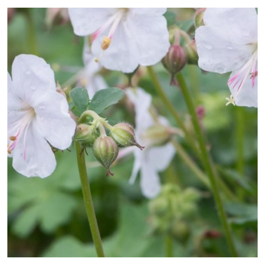 Geranium cantabrigiense Lohfelden Bodziszek- Rośliny od Ogrodnika Szkółka Barcikowscy