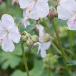 Geranium cantabrigiense Lohfelden Bodziszek- Rośliny od Ogrodnika Szkółka Barcikowscy