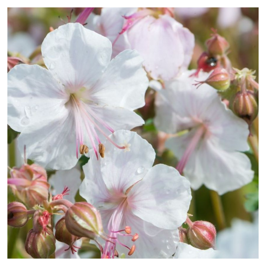 Geranium cantabrigiense Lohfelden Bodziszek- Rośliny od Ogrodnika Szkółka Barcikowscy