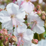 Geranium cantabrigiense Lohfelden Bodziszek- Rośliny od Ogrodnika Szkółka Barcikowscy