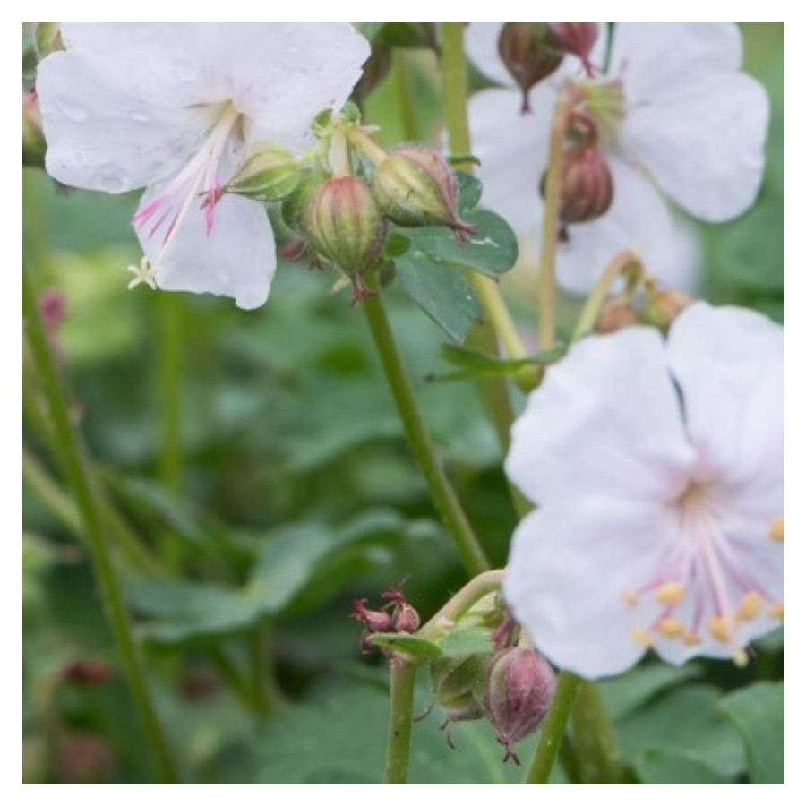 Geranium cantabrigiense Saint Ola Bodziszek