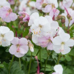 Geranium cantabrigiense Saint Ola Bodziszek