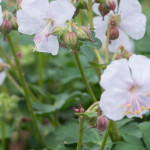 Geranium cantabrigiense Saint Ola Bodziszek