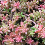 Sedum album Coral Carpet Rozchodnik biały