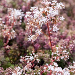 Sedum album Coral Carpet Rozchodnik biały