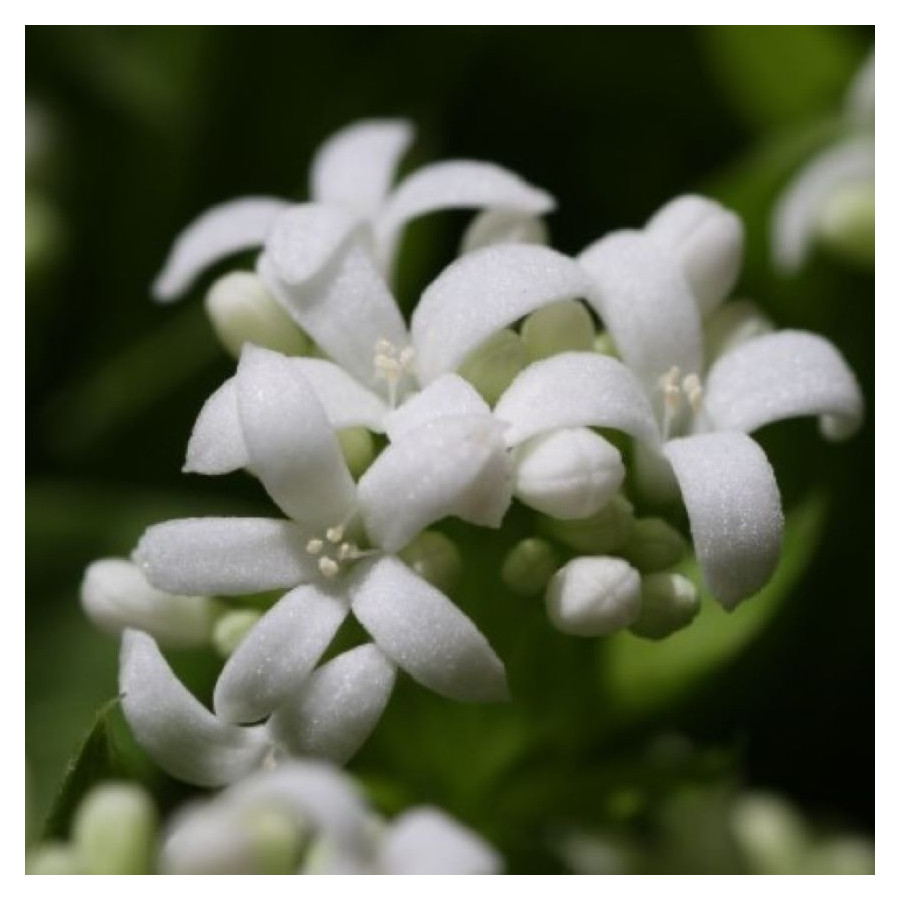 Galium odoratum Przytulia wonna- Rośliny od Ogrodnika Szkółka Barcikowscy