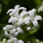 Galium odoratum Przytulia wonna- Rośliny od Ogrodnika Szkółka Barcikowscy