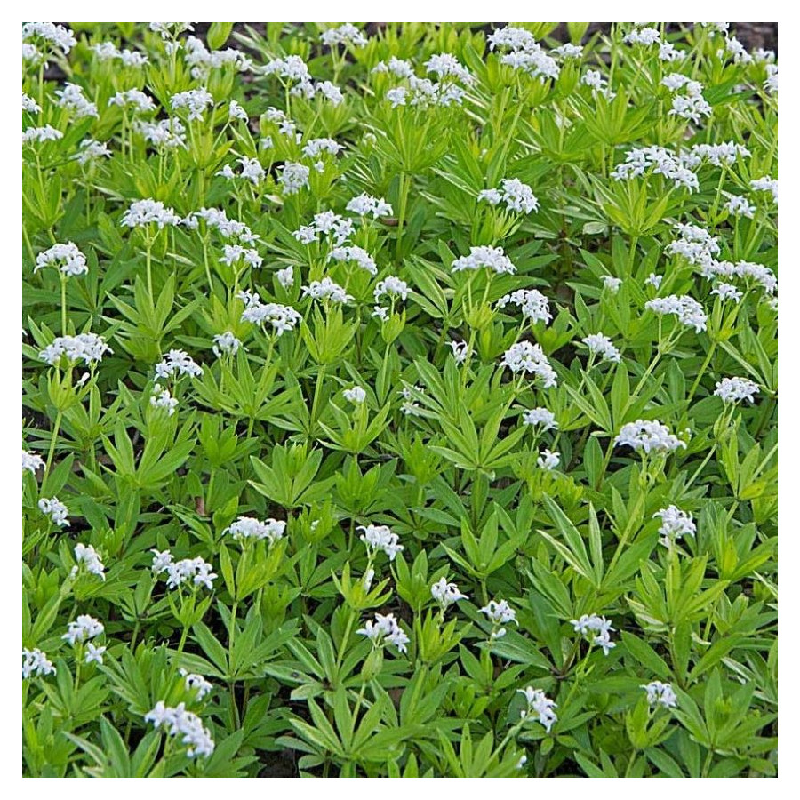 Galium odoratum Przytulia wonna- Rośliny od Ogrodnika Szkółka Barcikowscy