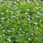 Galium odoratum Przytulia wonna- Rośliny od Ogrodnika Szkółka Barcikowscy