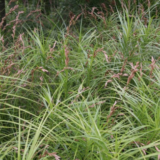 Carex muskingumensis Turzyca palmowa-Rośliny od Ogrodnika Szkółka Barcikowscy
