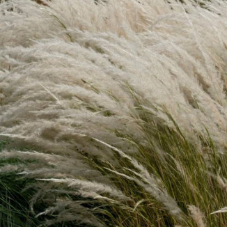 Stipa ichu Ostnica- Rośliny od Ogrodnika Szkółka Barcikowscy