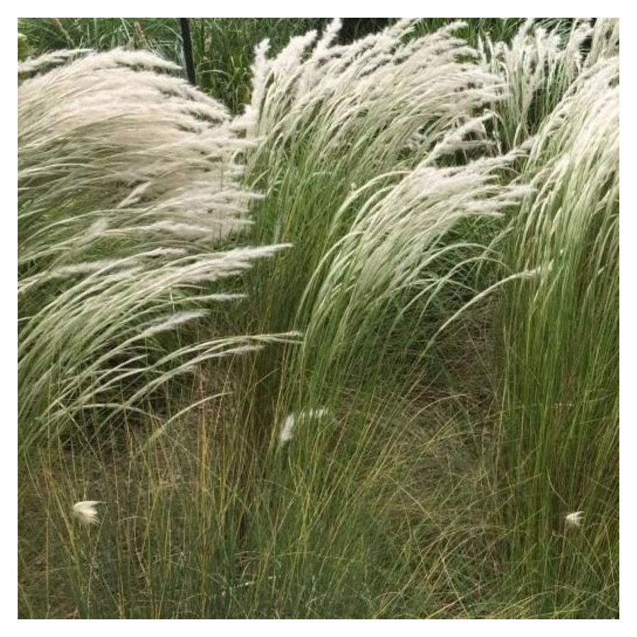 Stipa ichu Ostnica- Rośliny od Ogrodnika Szkółka Barcikowscy
