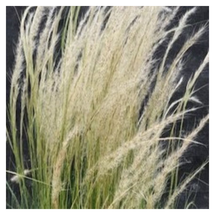 Stipa ichu Ostnica- Rośliny od Ogrodnika Szkółka Barcikowscy