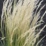 Stipa ichu Ostnica- Rośliny od Ogrodnika Szkółka Barcikowscy