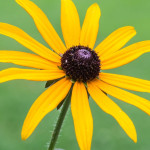 Rudbeckia fulgida Goldsturm Rudbekia błyskotliwa