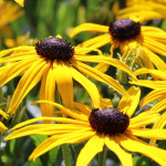 Rudbeckia fulgida Goldsturm Rudbekia błyskotliwa