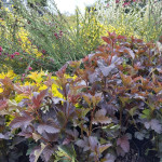Physocarpus Opulifolius...